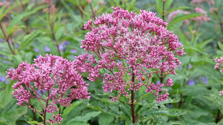 The pink flowers of spotted joe-pye weed.
