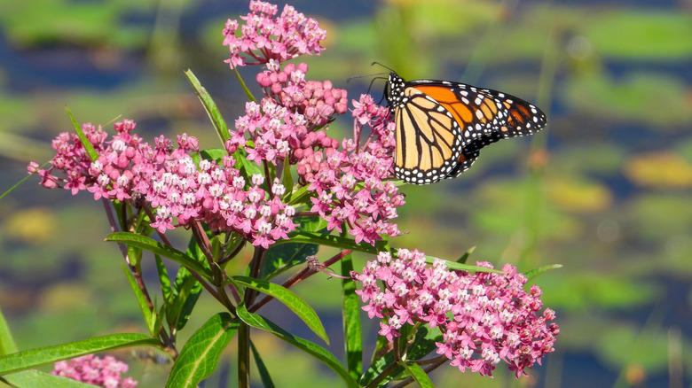 A Monarch butterfly sits on the pink flower cluster of a swamp milkweed.