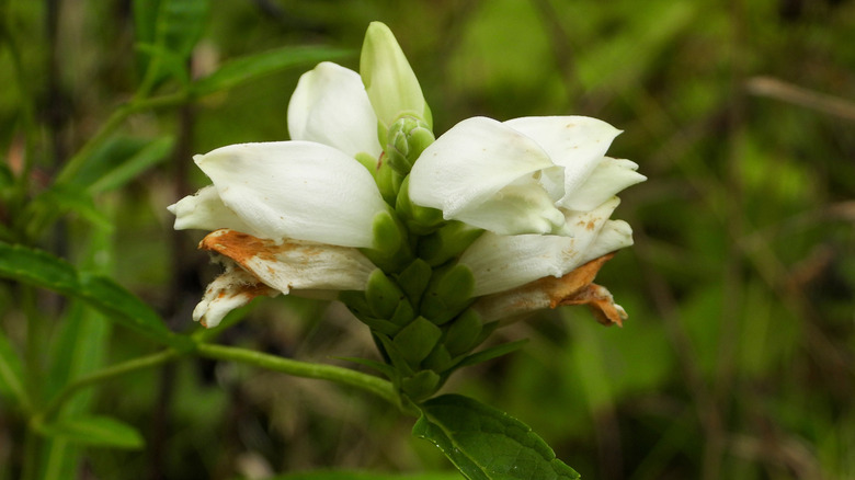 The white flowers of a white turtlehead surrounded by green leaves.
