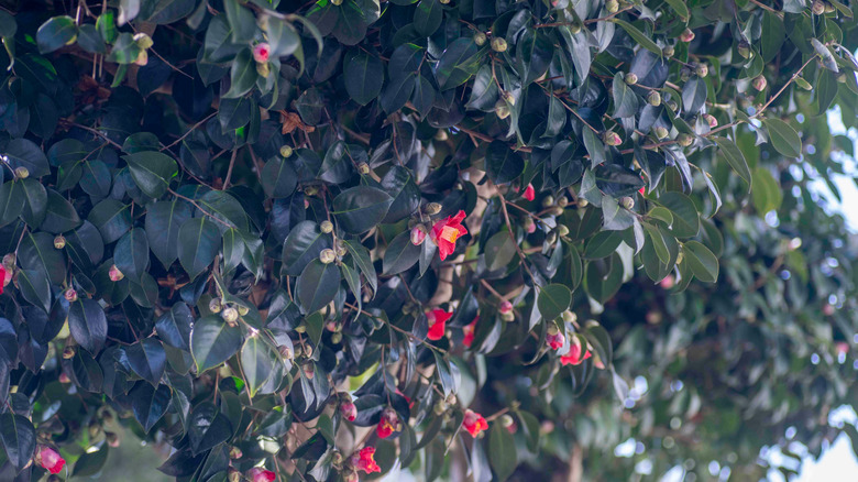 Small red flowers blooming on a camellia tree