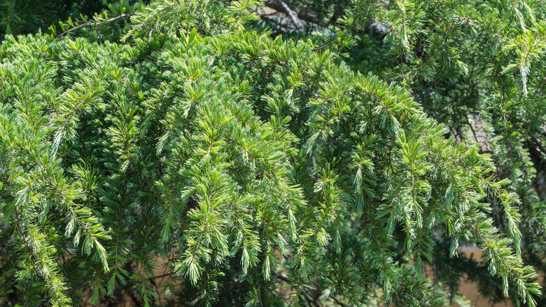Closely clustered green branches of a cedar plant
