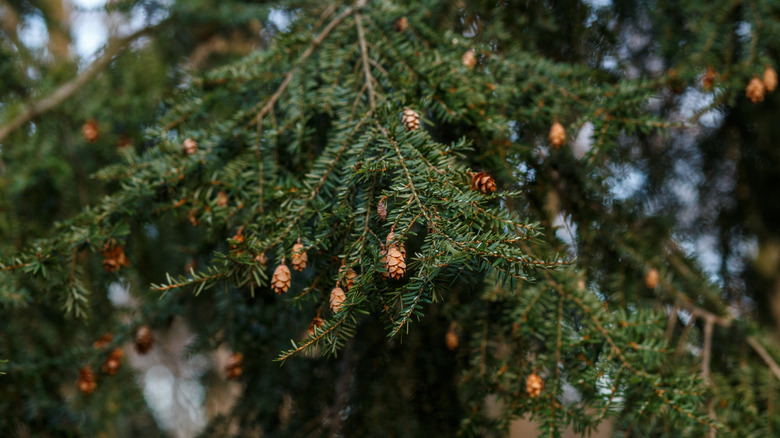 Green branches of eastern hemlock mixed in with cones
