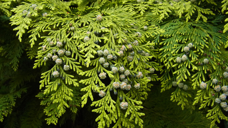 False cypress' cones interspersed among green leaves