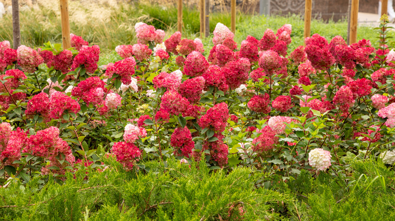 Red hydrangea flowers growing in clusters in a garden