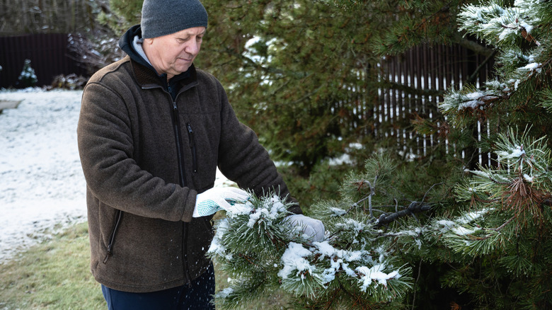 Man brushing snow from the branches of a pine tree