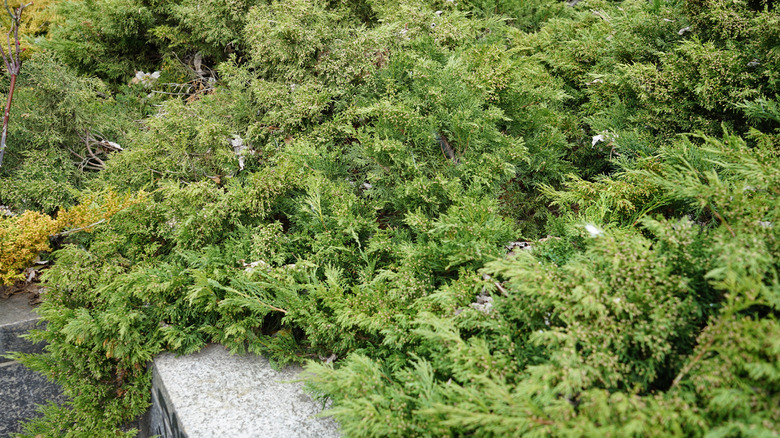 Green branches of a juniper plant