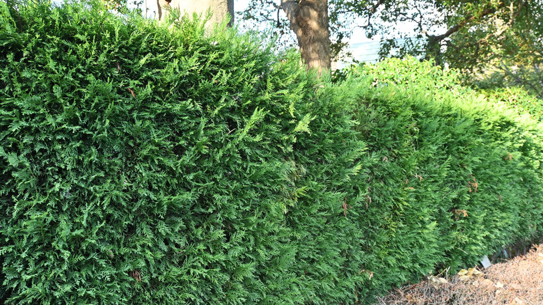 Leyland cypress growing as a hedge