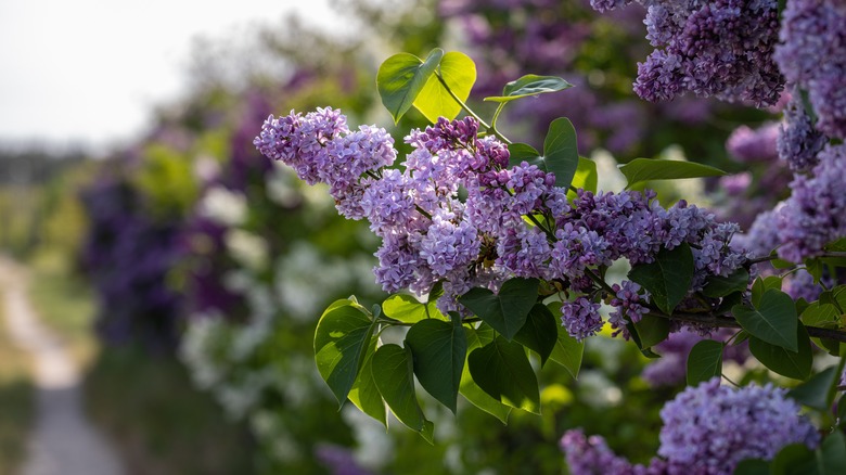 Lilac's gorgeous flowers are in bloom