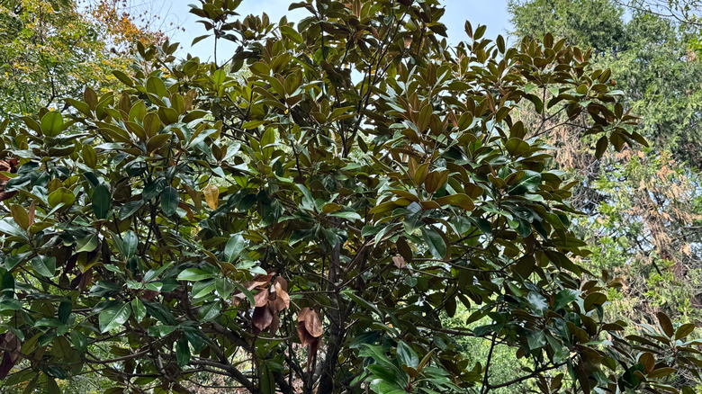 Magnolia grandiflora's green leaves with brown tinges