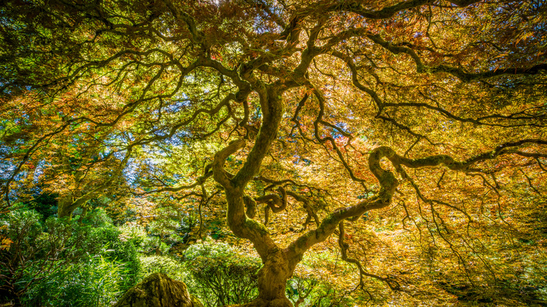 An old, dense maple tree in a garden