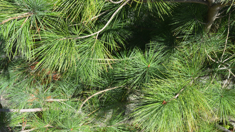 Bright green needles of a pine tree