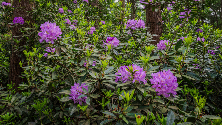 Thick rhododendron bush with blooming purple flowers