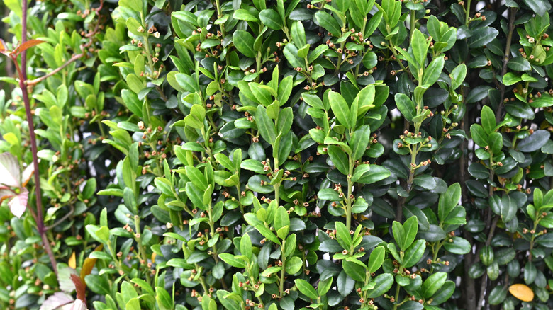 Medium-sized green leaves of 'Sky Pencil' Holly