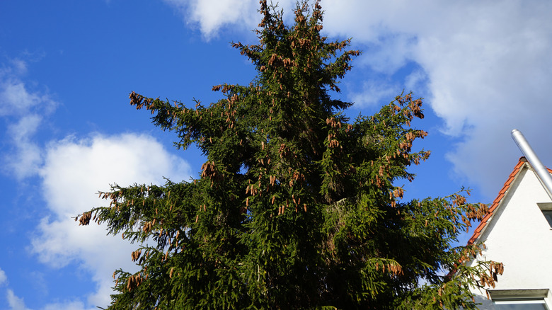 A tall spruce tree growing in front of a house