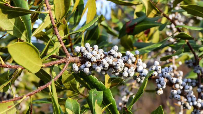 Berry and leaf-covered stems of a wax myrtle