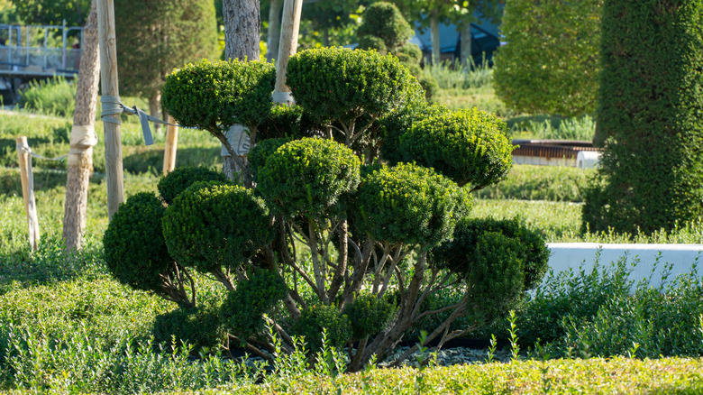 Neatly pruned yew plant to form a topiary