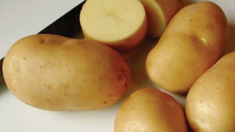 'Carola' potatoes on a white background