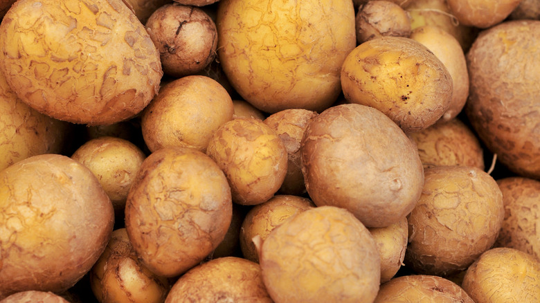 A close-up of a pile of 'German Butterball' Potatoes
