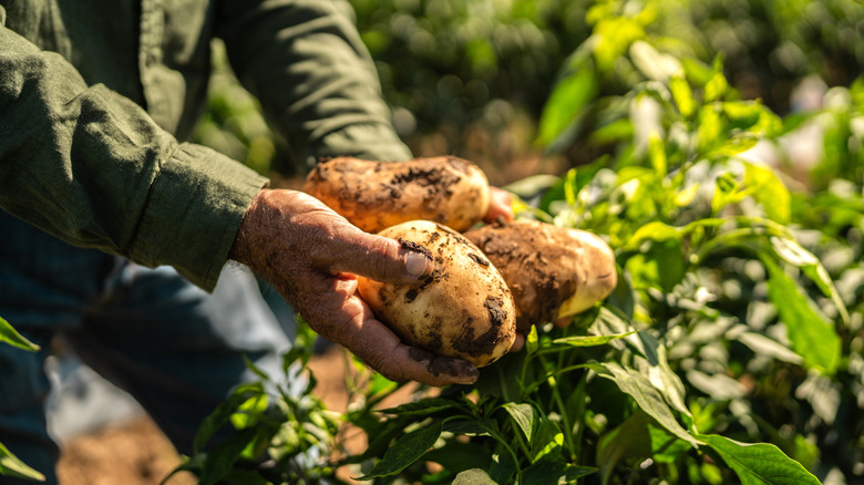 Weathered hands holding three still-dirty potatoes outside in the garden
