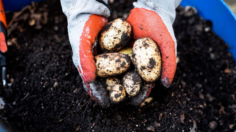 Gloved hands pulling 'Kennebec' potatoes out of the earth, covered in dirt