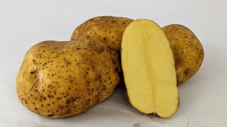 Four 'Lehigh' potatoes wiith one cut in half in the front on a white and slightly stained backgrounds