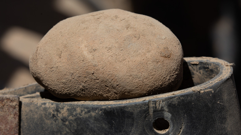 A dirty 'Russet Burbank' potato standing alone