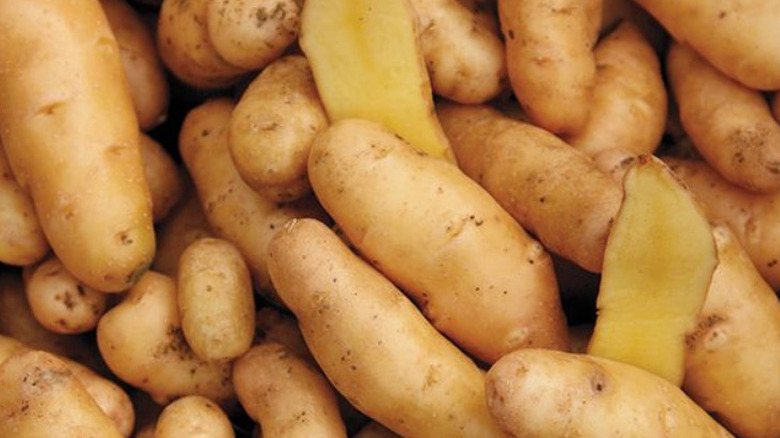 A pile of 'Russian Banana Fingerlings' with some cut open to display the creamy yellow flesh