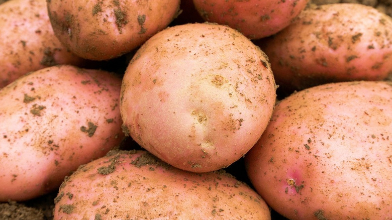 A pile of 'Sarpo Mira' potatoes freshly pulled from the earth