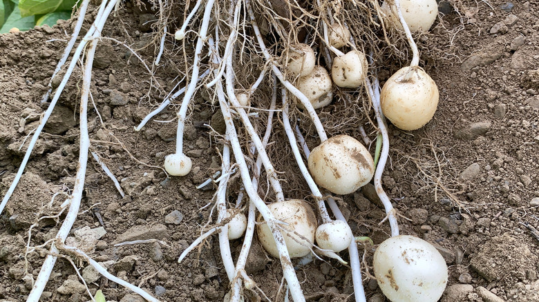 An early harvest of 'Snowden' potatoes pulled out of the earth, still attached to the plant