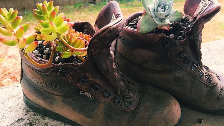 A pair of hiking boots upcycled into succulent planters.