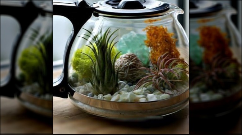 A coffee pot carafe filled with plants like a terrarium.