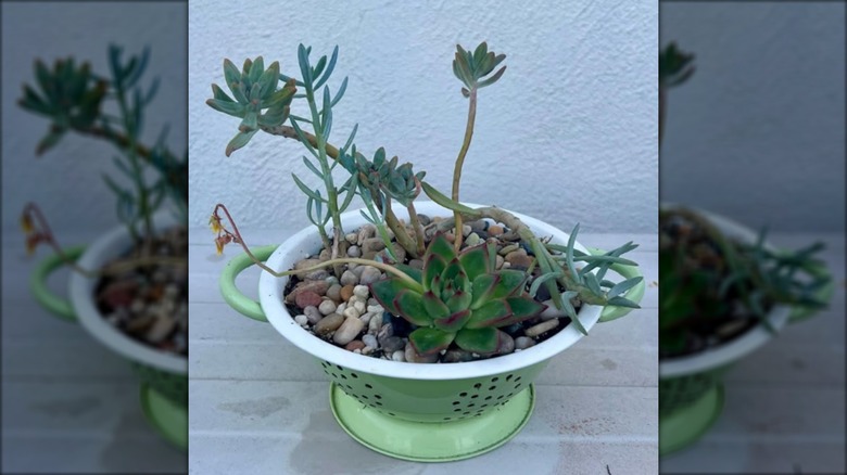 A green metal colander with plants in it.