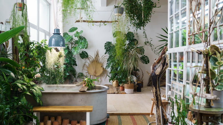 A room full of houseplants.