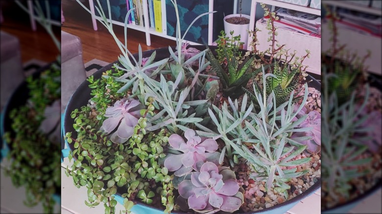 An old blue BBQ grill with succulents growing inside it.