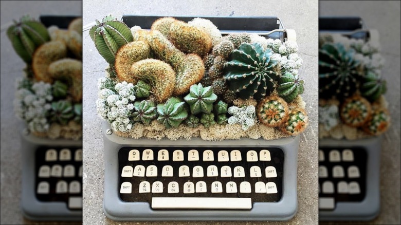 A typewriter filled with live succulents.