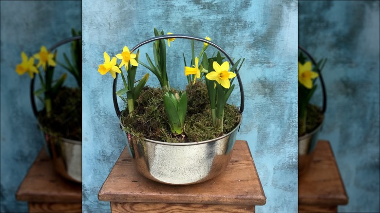 Daffodils planted in silver metal tub with a handle.