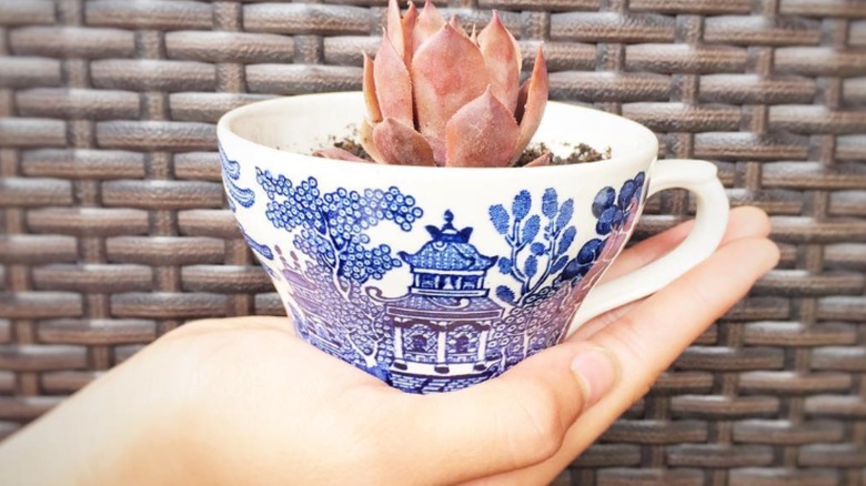 A pink succulent planted in a vintage ceramic teacup.