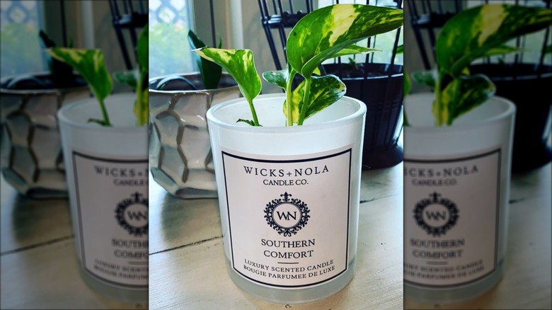 A plant growing in an upcycled glass candle container.