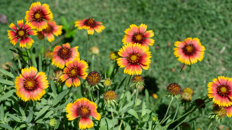 A cluster of blanketflowers blooming in the sun near a mowed lawn.