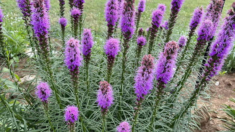 A blazing star in full flower growing in a garden bed.