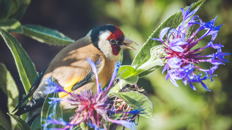 A finch perched on a cornflower stem with purple blossoms.