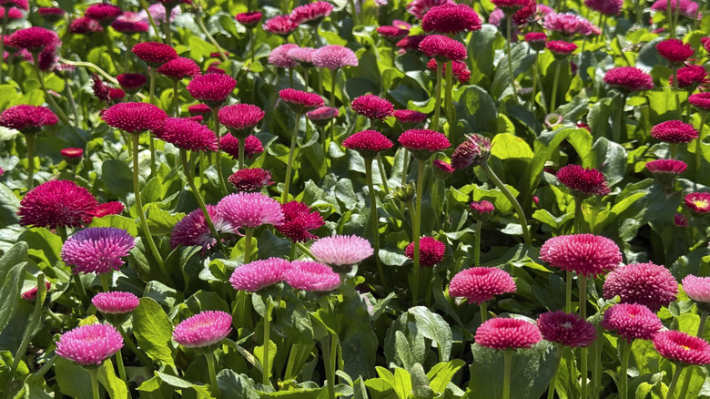 Daisies in full bloom in a flower garden with green foliage.