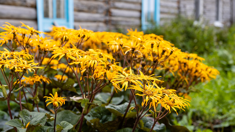 Golden groundsel flowers blooming near a wood cottage.