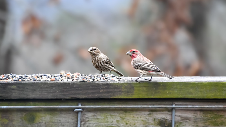 Two house finches sit on the top rail of a wooden fence that's covered in bird seed.
