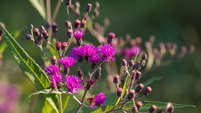 close up of purple ironweed blossoms with long green leaves