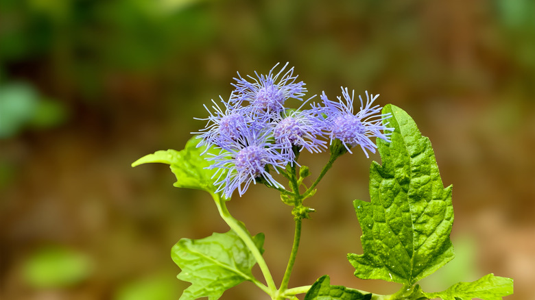 A cluster of mistflower blossoms on top of a bright green stem and leaves.