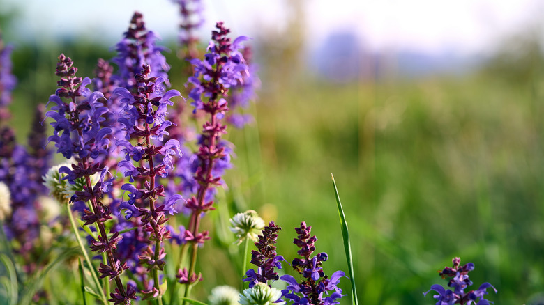 Purple sage blossoms near an open meadow.
