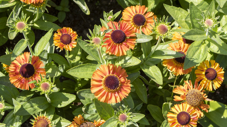 top-down view of sneezeweed flowers in a flower bed