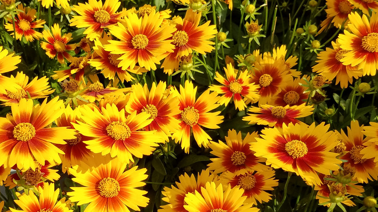 Orange and yellow tickseed flowers in a dense flower bed.