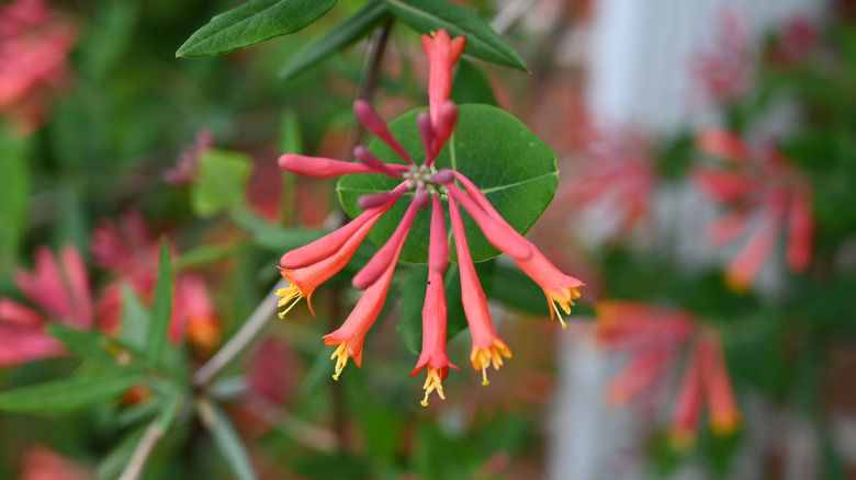Orange trumpet honesuckle flowers blooming on a trailing vine.